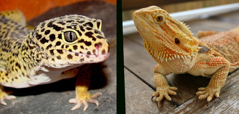 gecko