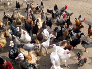 animaux ornement engraissement et ponte 