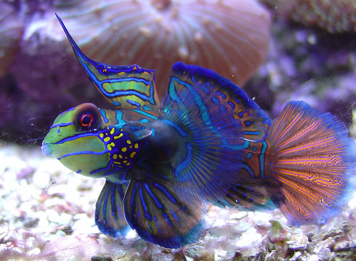 Superbe poissons
