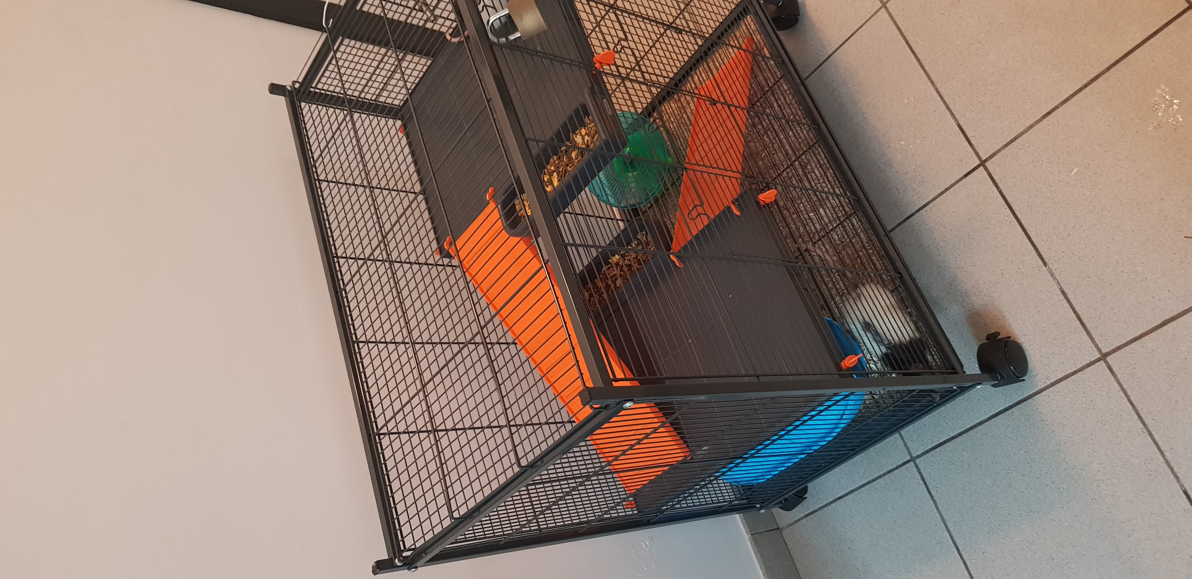 2 rattes + cage