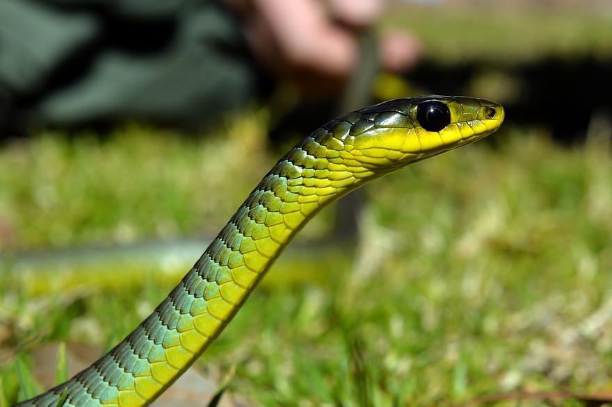 Serpent austral