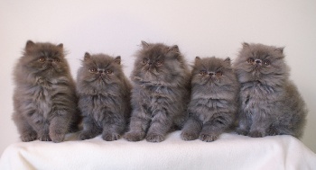 nichée de chat