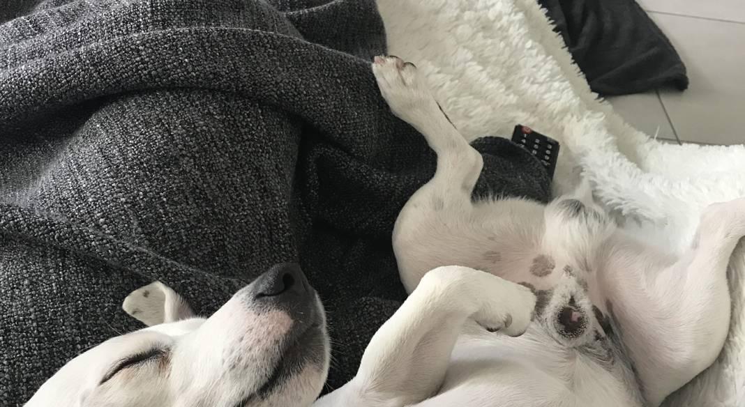 Pet-Sitting Le paradis des animaux